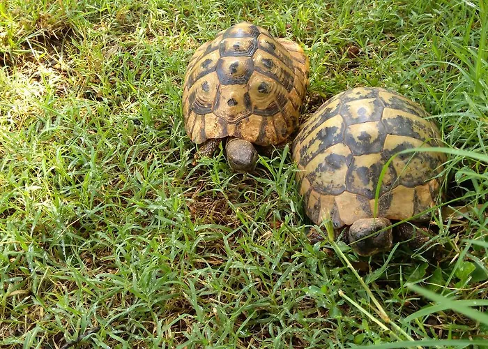 Apartamento Drenovica