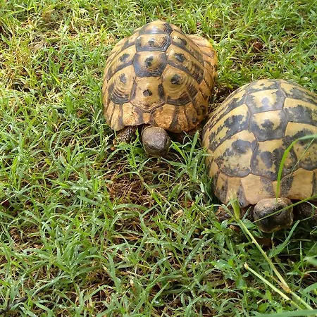 Apartament Drenovica